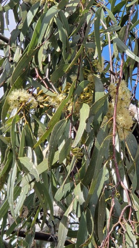Yapunyah (Eucalyptus ochrophloia)