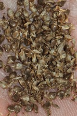 Carex decomposita