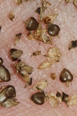Carex decomposita