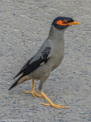 Acridotheres ginginianus
