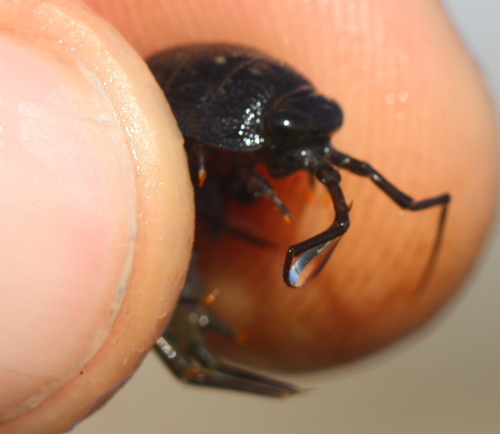 Ligia occidentalis