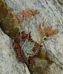 Dudleya cymosa pumila