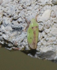 Ponana