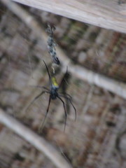 Trichonephila inaurata