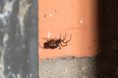 Steatoda bipunctata