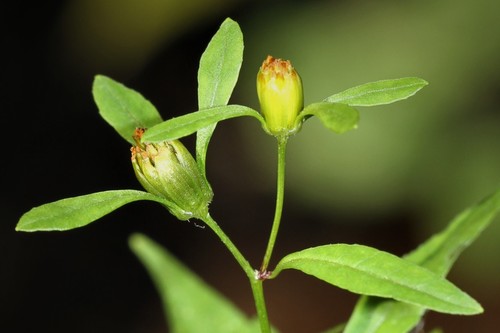 Bidens discoidea (Torr. & A.Gray) Britton