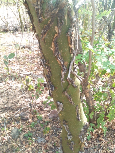 Image of Fouquieria macdougalii by (c) Miguel Moreno, some rights reserved (CC BY-SA)
