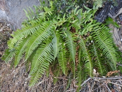 Polystichum imbricans curtum