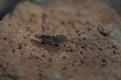 Pycnodictya galinieri