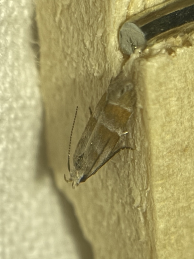 Battaristis vittella