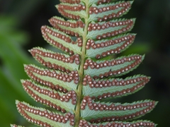 Polystichum imbricans curtum