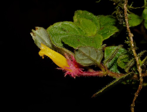 Hispaniolan Goldfish Plant (Columnea domingensis)