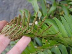 Polystichum imbricans curtum
