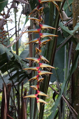 Heliconia griggsiana