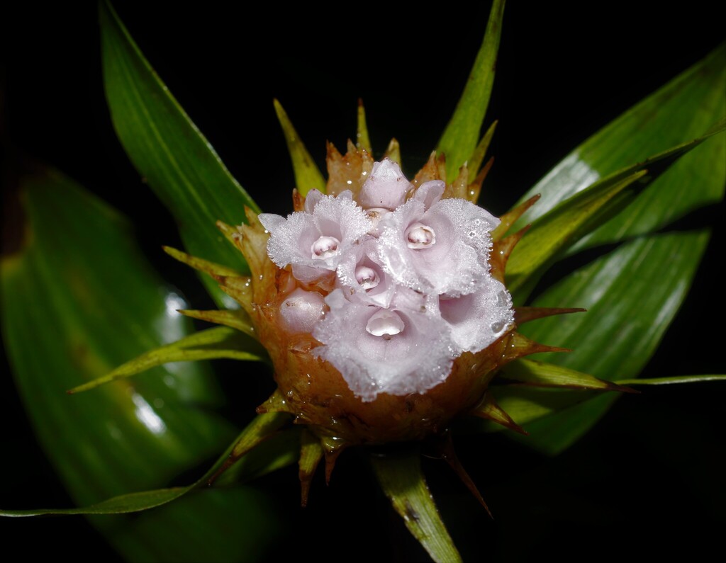 Elleanthus cephalotus