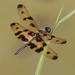 Rhyothemis variegata - Photo (c) 吳政翰, alguns direitos reservados (CC BY-NC-ND), uploaded by 吳政翰