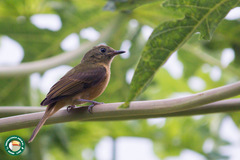 Ochre-Bellied Flycatcher photo 4