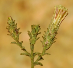 Brickellia nevinii