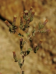Brickellia nevinii