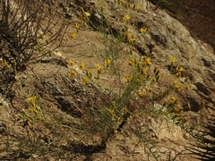 Senecio flaccidus douglasii