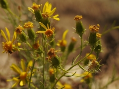 Senecio flaccidus douglasii