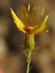 Senecio flaccidus douglasii