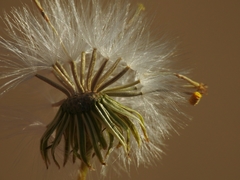 Senecio flaccidus douglasii