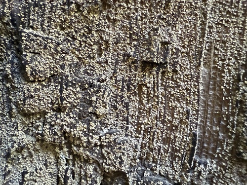 iNaturalist observation photo of Fungi Including Lichens