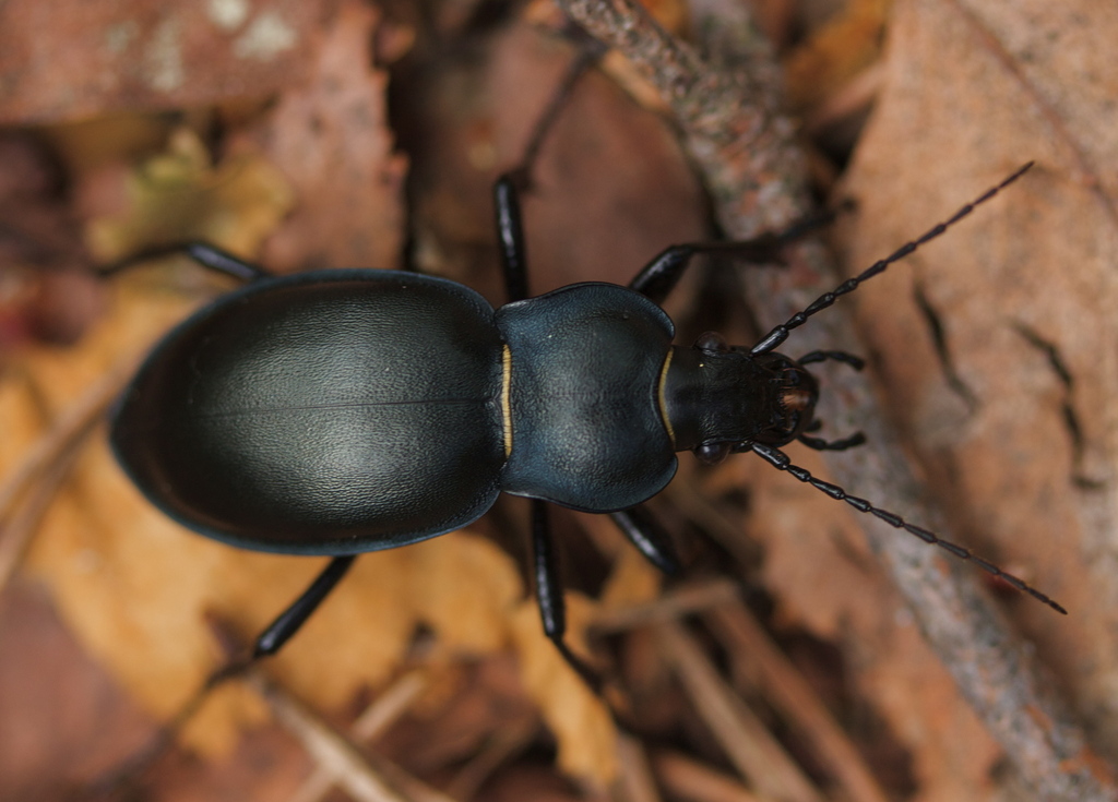 smooth ground beetle