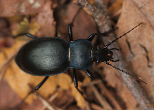 Carabus glabratus Paykull, 1790