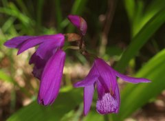 Bletilla striata