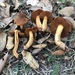 Cortinarius Sect. Orellani - Photo (c) salvatore_bacciu_paola_mereu, some rights reserved (CC BY-NC), uploaded by salvatore_bacciu_paola_mereu