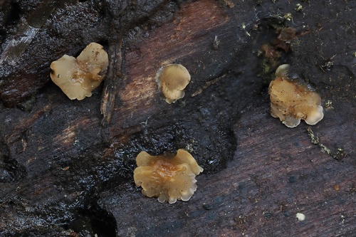 iNaturalist observation photo of Hyalorbilia