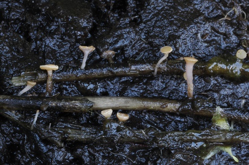 iNaturalist observation photo of Sclerotinia