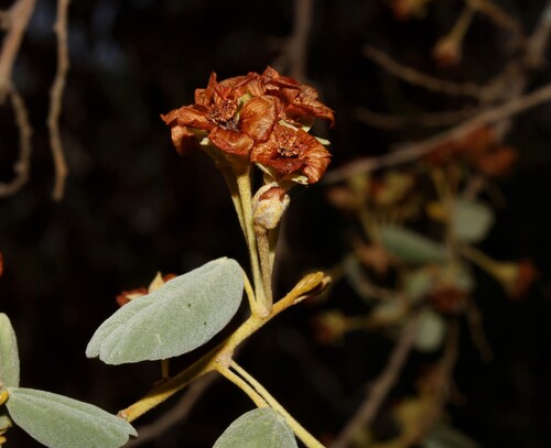Akrosida floribunda (Akrosida floribunda)