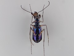 Odontocheila iodopleura