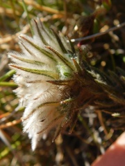 Phylica calcarata