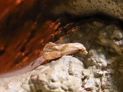 Cochylis caulocatax