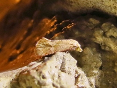 Cochylis caulocatax