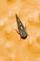 Agalliini