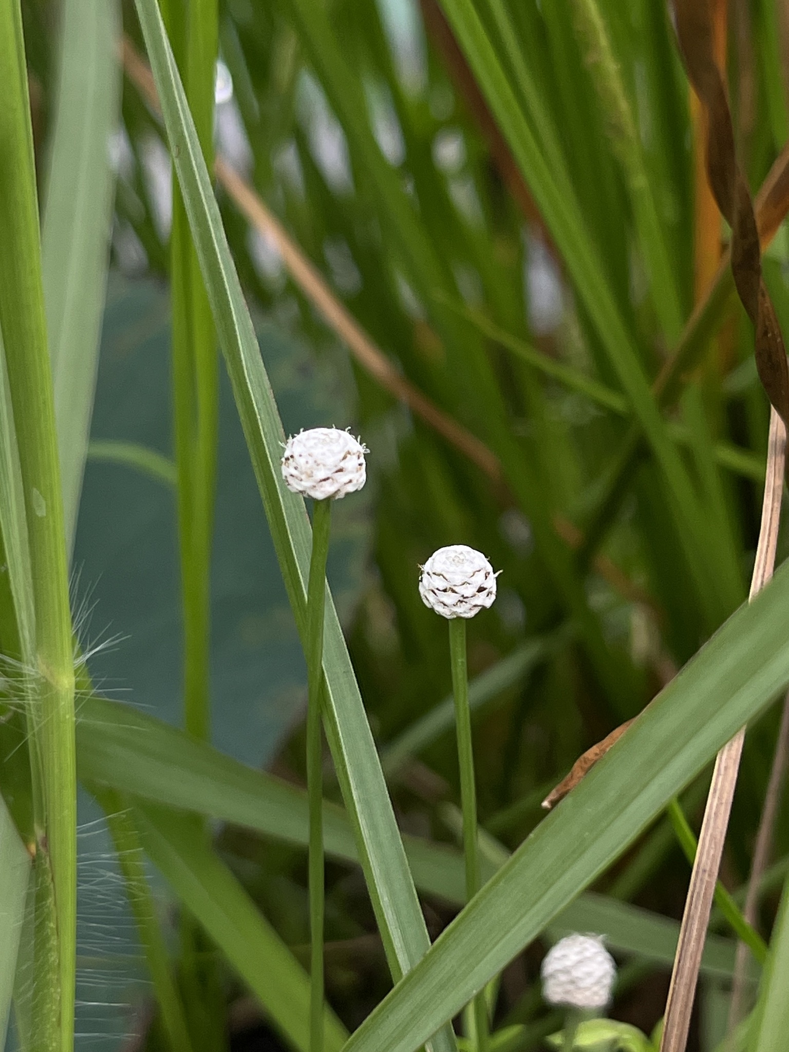 Eriocaulon sexangulare (Eriocaulon sexangulare)