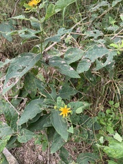 Verbesina sphaerocephala