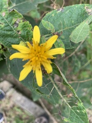 Verbesina sphaerocephala