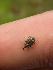 Eucalus tessellatus