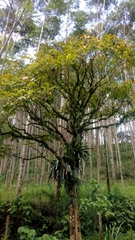 Spathodea campanulata