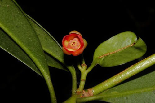 Hispaniolan Star Anise (Illicium ekmanii)