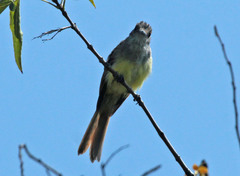 Myiarchus tuberculifer