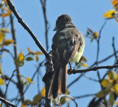 Myiarchus tuberculifer