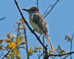 Myiarchus tuberculifer