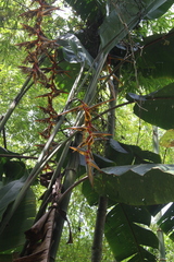 Heliconia griggsiana